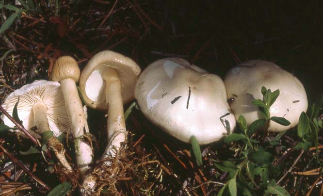 Limacella illinita var illinita